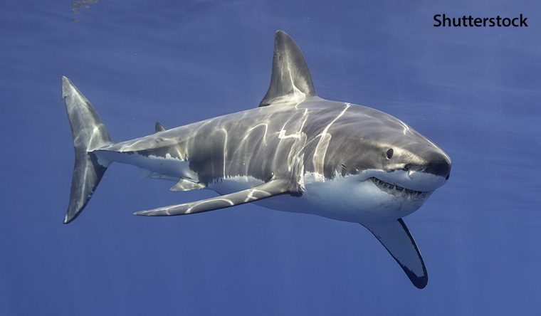 A great white shark in the ocean