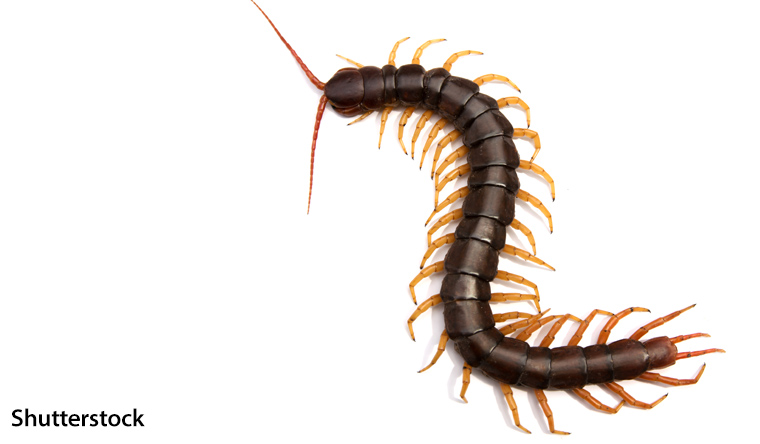 Most venomous centipede
