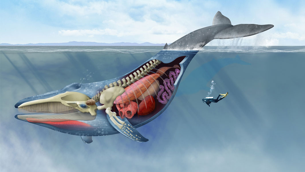 blue-whale-tb