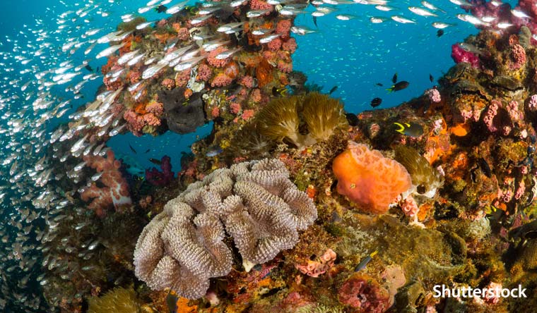 The Great Barrier Reef
