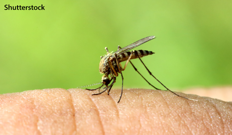 Anopheles mosquitoes