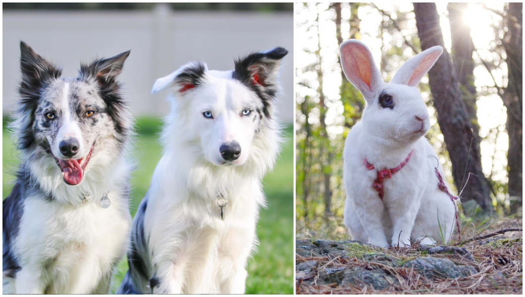 Dogs and white bunny