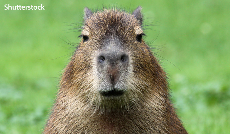 Capybara
