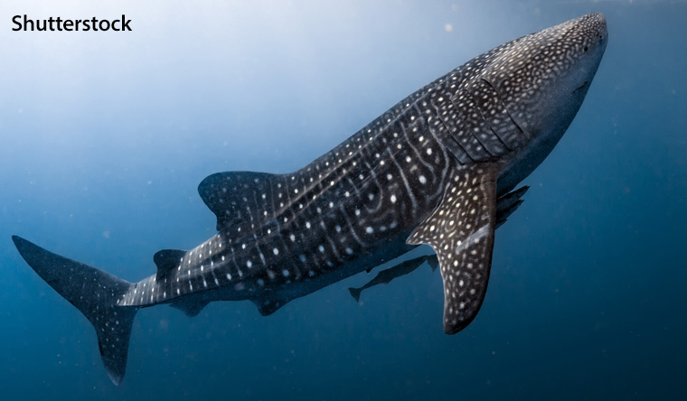 The world's largest fish - Whale Shark