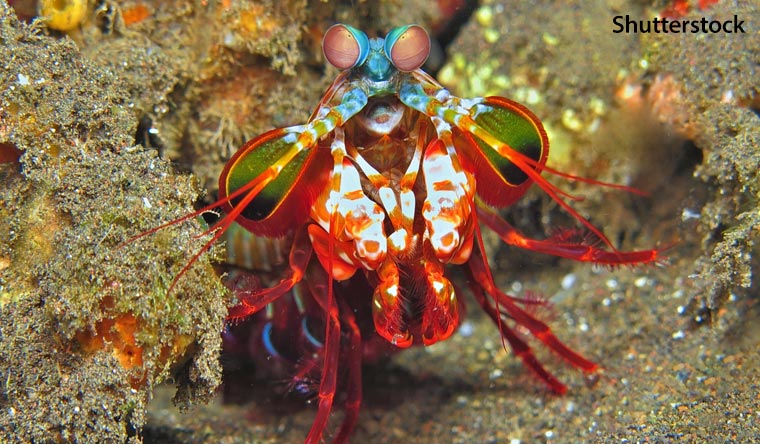 Peacock-mantis-shrimp - Most complex eyes of any animal