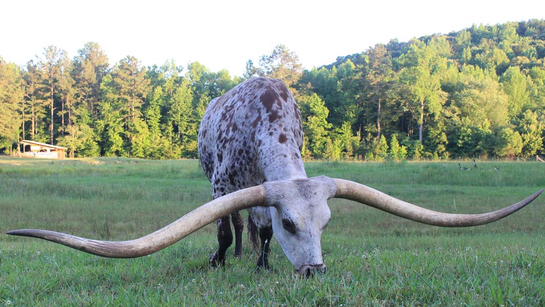 poncho-horns-header