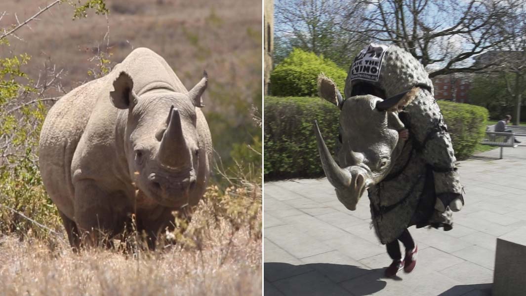 London Marathon Save the Rhino and rhino