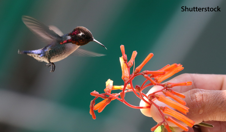 Smallest bird